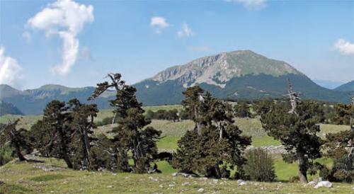 Museo del pino loricato