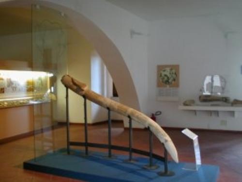 Museo della preistoria della Tuscia e della R